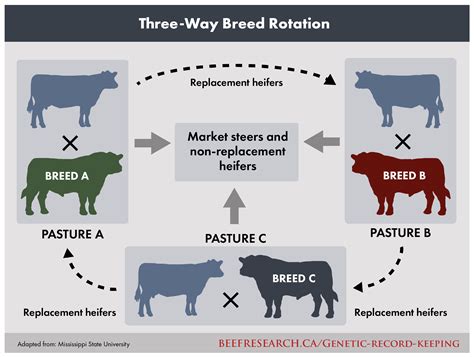 Breeding Cows