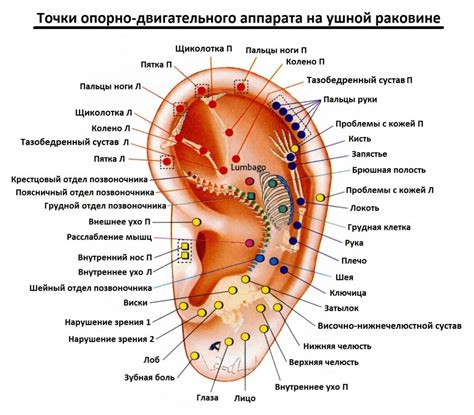 Точки на руке, отвечающие за органы: схема расположения, акупунктурный ...