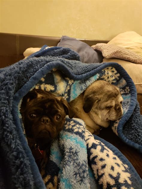 Mabel (brindle) & Abbie (fawn) - snug as two pugs in a rug! : r/pugs