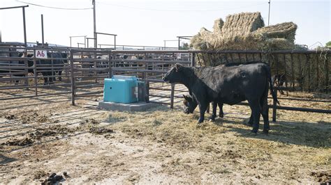 Cancrete long lasting cattle waterers