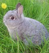 Image result for Dwarf Bunny in Hand