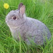 Image result for Blue Chinchilla Holland Lop