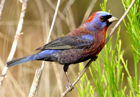 Varied Bunting ⋆ Tucson Audubon