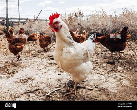 Chickens hi-res stock photography and images - Alamy