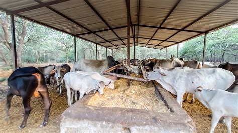 Cow Fodder 的图像结果