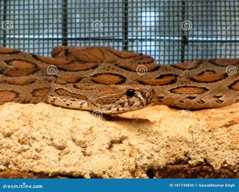 Coiled Russell Viper Daboia Russelii is a Species of Venomous Snake Poisonous Snake Stock Image ...