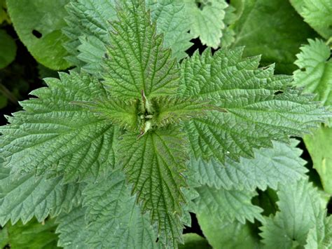Can You Eat Sting Nettle