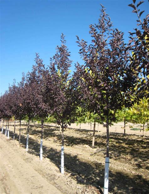 Chokecherry Tree MI 的图像结果