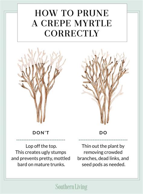 Large Crepe Myrtle Trees Pruning The Dos And Don'ts Of Pruning Crepe