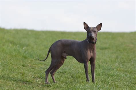 Peruvian Hairless Breed Information | NewDoggy.com