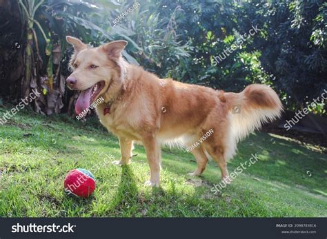Golden Retriever German Shepherd Husky Mix