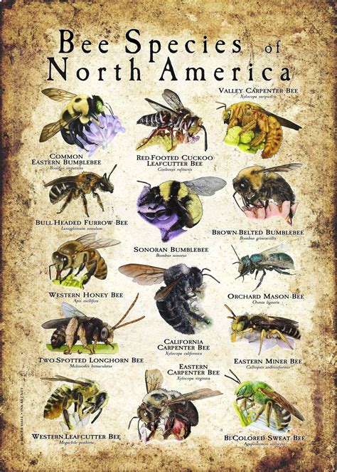 Bee Species of North America Poster Print