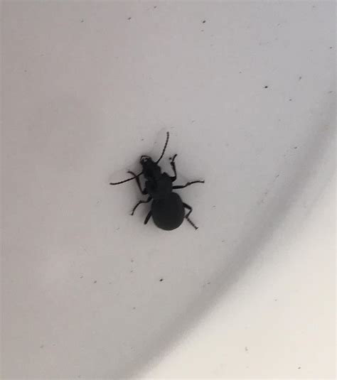 What’s this Beetle? Black. Six legs. Long antenna. Size of a quarter ...
