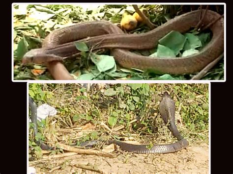 Watch: Locals worship king cobra spotted at an Andhra farm