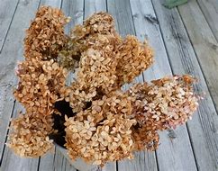 Image result for Dried Brown Hydrangea