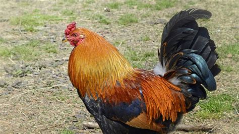 Rhode Island Red Chicken Bird Facts - Gallus gallus domesticus - A-Z ...