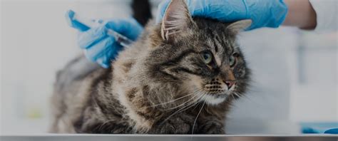 Pet Vaccinations Surrey | Pet Wellness Exam & Vaccinations | Cloverdale ...