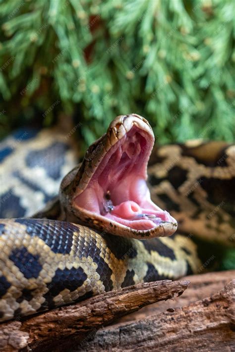 Premium Photo | Big snake with open mouth