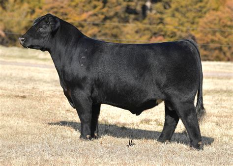 Maine Anjou – GRISWOLD CATTLE