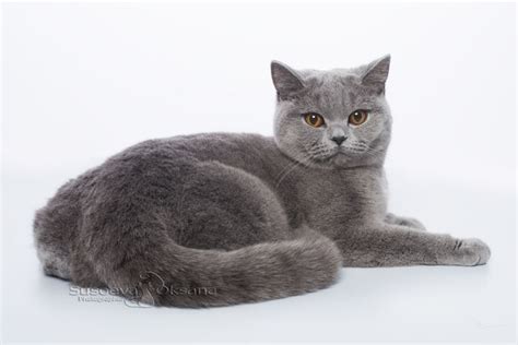 Голубая британка в 2025 г | Милые котики, Котята, Животные