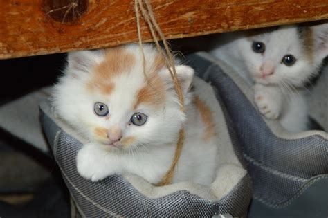 Vegan Cat Food: The Cold Hard Truth
