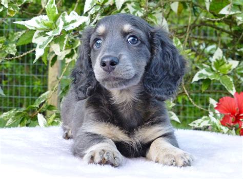 Miniature Dachshund Blue