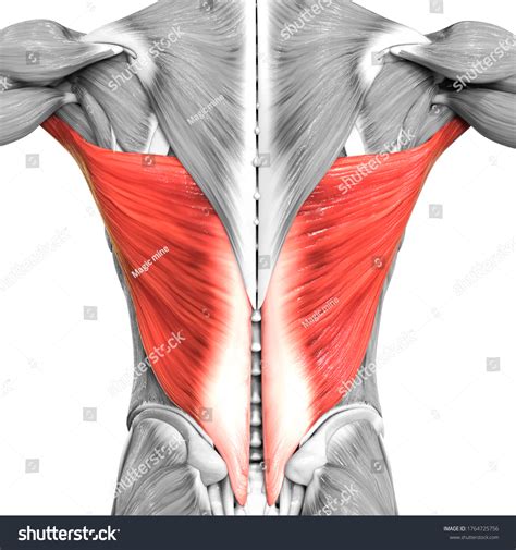 Latissimus Dorsi Pain: Symptoms, Causes, And Exercises For Relief ...