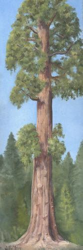 Image result for What Is a Sentinel Tree