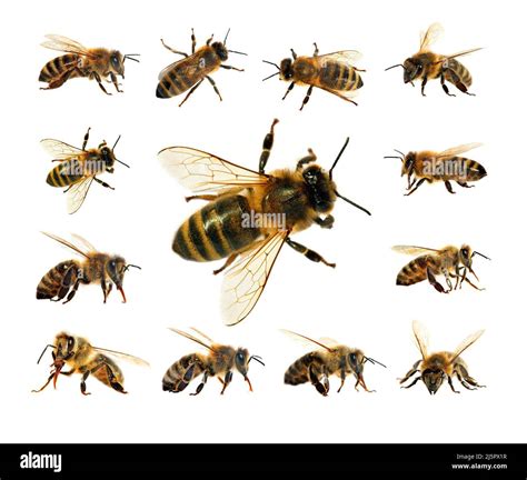 group of bee or honeybee in Latin Apis Mellifera, european or western ...