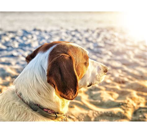 Cool Your Pet Down This Summer - Brandt Veterinary Clinic