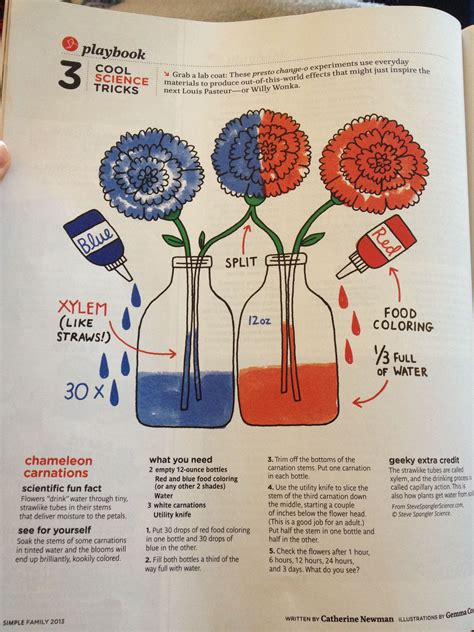 Image result for Food Coloring Flowers Science Project