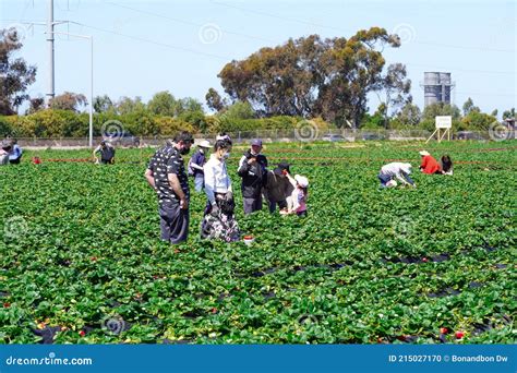 Families Having Fun on Strawberry Farm for Strawberry Picking Season ...