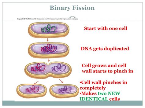 Image result for Binary Fission Examples