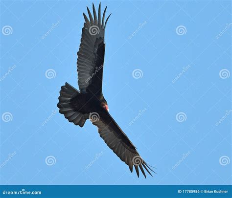 Turkey Vulture in Flight stock photo. Image of turkey - 17785986