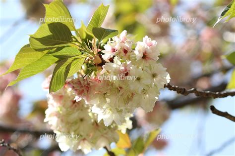 Image result for Inverse Function Graph Reflection