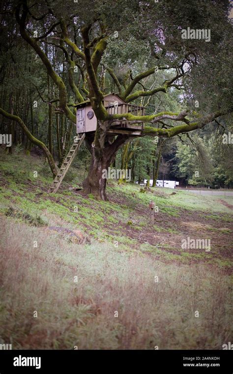 DIY Tree Hut 的图像结果