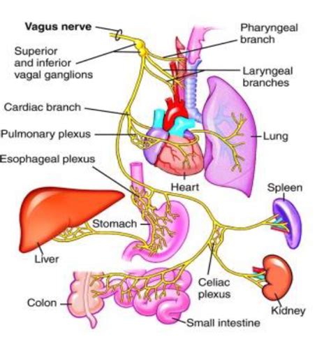 Image result for Vagus Nerve Function