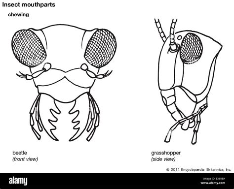 Insect Mouthparts