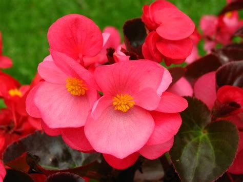 Psychic Balance : spiritual meaning of flower by The Mother