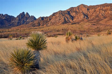 Desert Biome Plants Saguaro Wikipedia