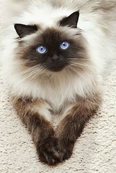 himalayan cats march 2014 meow barkers himalayan cats march 2014 meow barkers