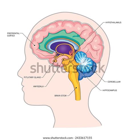 Image result for Different Types of Prefrontal Cortex