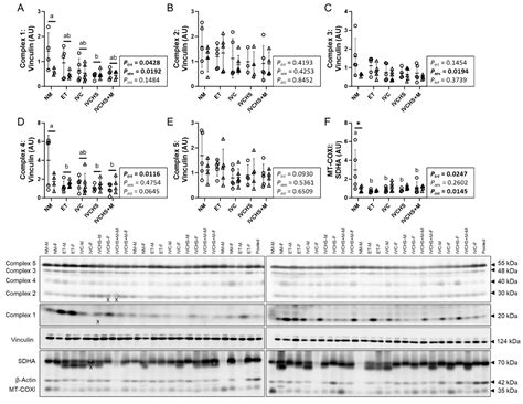 In Vitro Embryo Culture Impacts Heart Mitochondria in Male Adolescent Sheep