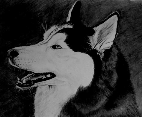 Buy Painting Husky Artwork No 9617 by Indian Artist Vernon Quadros