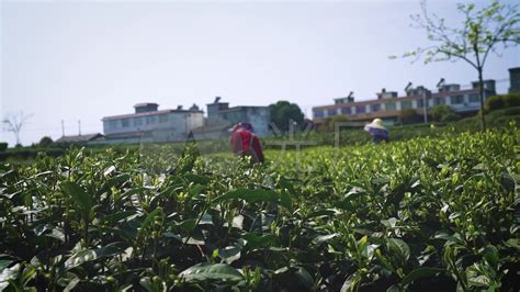 采茶工人年年短缺，机械采茶效率高但有弊端 我市茶园面临“茶工荒”