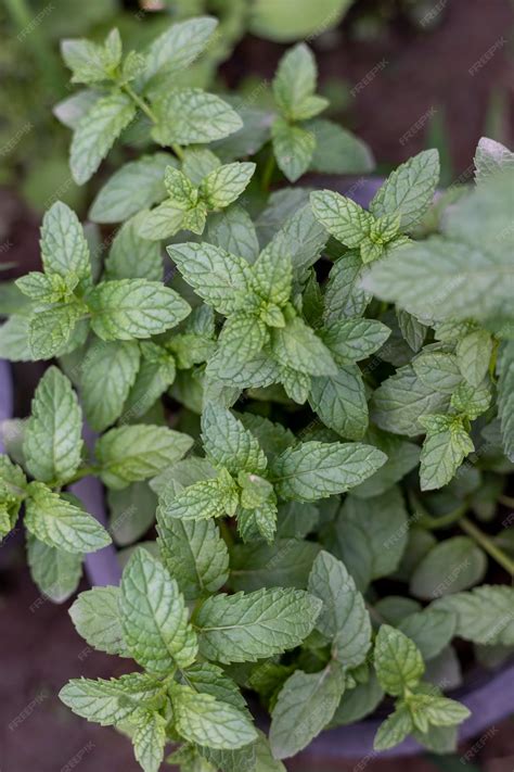 Premium Photo | Green mint plant in growth at vegetable garden