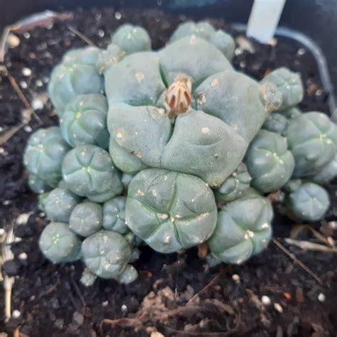 Peyote Cactus (Lophophora Williamsii)