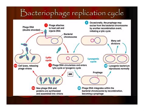 Viruses | PDF