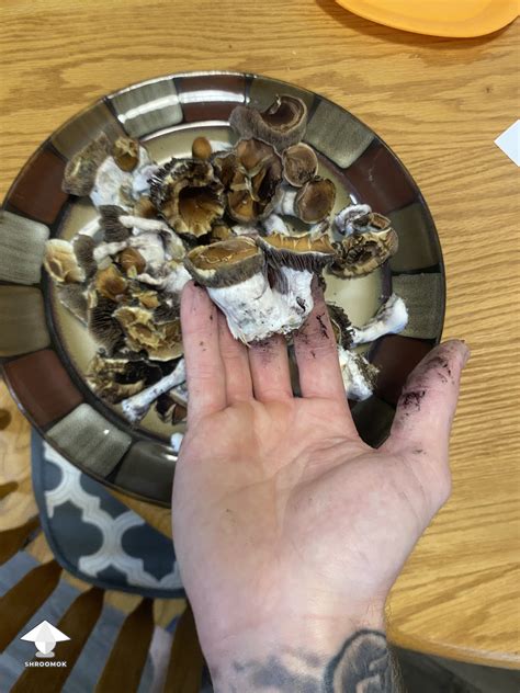 Harvested Bluey Vuitton mushrooms #6