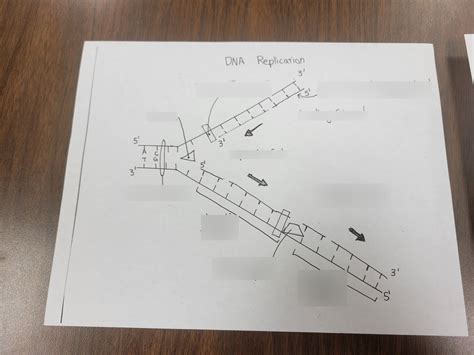 DNA Replication Structure 的图像结果